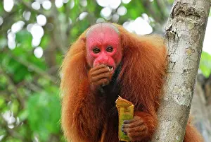 Uakari: Red Uakari / Bald Uacari