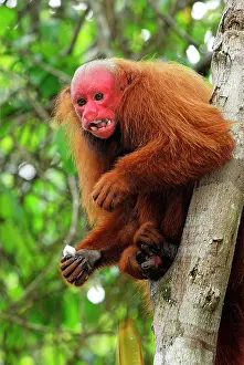 Uakari: Red Uakari / Bald Uacari
