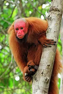 Uakari: Red Uakari / Bald Uacari