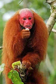 Uakari: Red Uakari / Bald Uacari