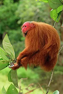 Uakari: Red Uakari / Bald Uacari
