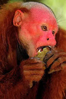 Uakari: Red Uakari / Bald Uacari