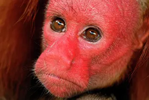 Uakari: Red Uakari / Bald Uacari