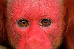 Uakari: Red Uakari / Bald Uacari