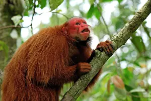 Uakari: Red Uakari / Bald Uacari