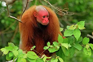 Uakari: Red Uakari / Bald Uacari