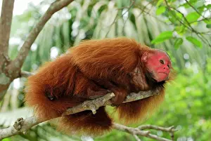 Uakari: Red Uakari / Bald Uacari