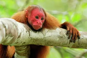 Uakari: Red Uakari / Bald Uacari