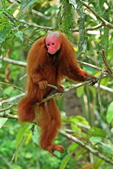 Uakari: Red Uakari / Bald Uacari