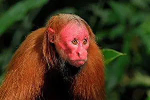 Uakari: Red Uakari / Bald Uacari