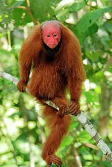 Uakari: Red Uakari / Bald Uacari