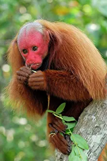 Uakari: Red Uakari / Bald Uacari