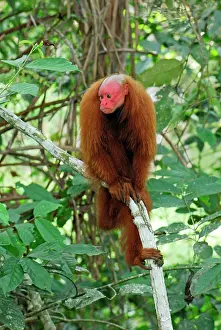 Uakari: Red Uakari / Bald Uacari