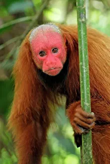 Uakari: Red Uakari / Bald Uacari