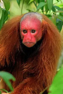 Uakari: Red Uakari / Bald Uacari