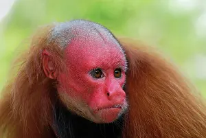 Uakari: Red Uakari / Bald Uacari