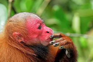 Uakari: Red Uakari / Bald Uacari