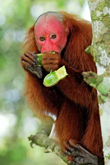 Uakari: Red Uakari / Bald Uacari - eating