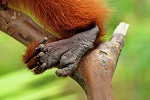 Uakari: Red Uakari / Bald Uacari - foot