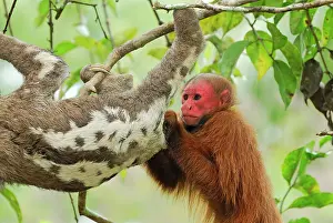 Sloths: Red Uakari / Bald Uacari - with sloth
