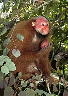 Floodplains: Red Uakari with Bixa Fruit