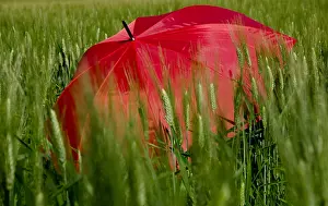 Wheat: Red Umbrella in the Wheat Field