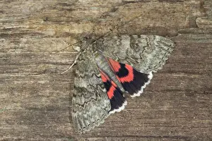 Catocala: Red Underwing