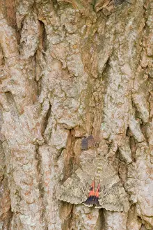 Lutjewinkel: Red Underwing