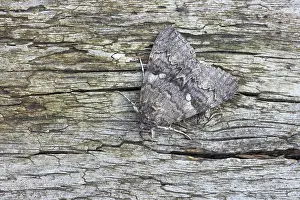 Catocala: Red Underwing Moth