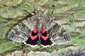 Catocala: Red underwing moth