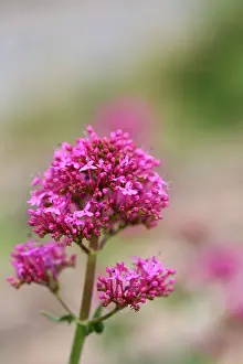 Valerian: Red Valerian