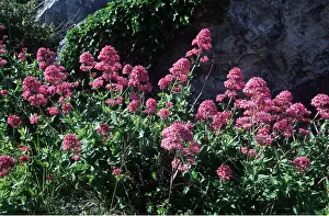 David C Dixon: Red Valerian