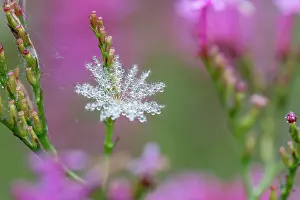 Droplets: Red Valerian - Seedhead - UK