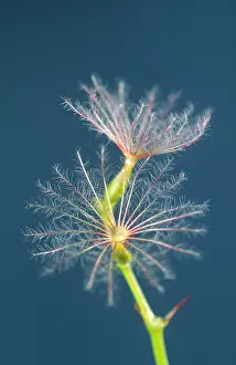 Valerian: Red Valerian Seeds (x2)