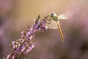 Brunssummerheide: Red-veined Darter