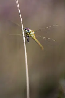 Brunssummerheide: Red-veined Darter