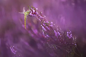 Brunssummerheide: Red-veined Darter