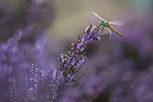 Brunssummerheide: Red-veined Darter