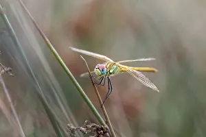 Creature: Red Veined Darter - Dragonfly - Immature Male - UK