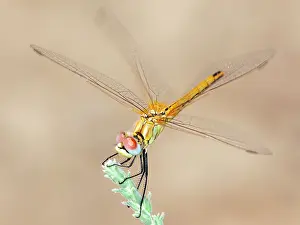 Sympetrum: Red-Veined Darter (Sympetrum fonscolombii)