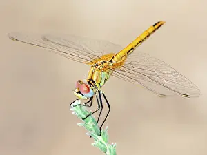 Sympetrum: Red-Veined Darter (Sympetrum fonscolombii)