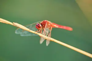 Odonate: Red-veined darter (Sympetrum fonscolombii) or nomad