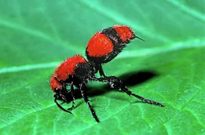 Stinger: Red Velvet Ant
