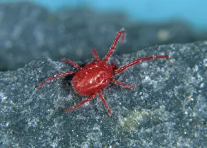 Mite: Red Velvet Mite
