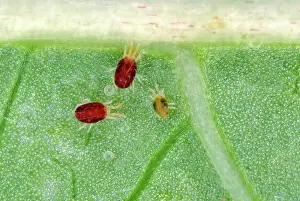 Mites: Red Velvet mites