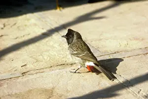 Bulbul: Red-vented Bulbul