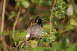 Bulbul: Red-vented Bulbul