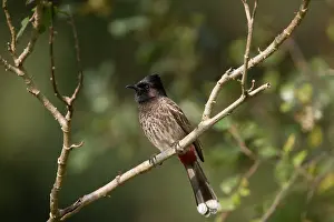 Bulbul: Red-vented Bulbul
