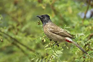 Bulbul: Red-Vented Bulbul