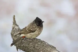 Bulbul: Red-Vented Bulbul